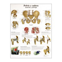 Grafico anatomico: bacino e anca